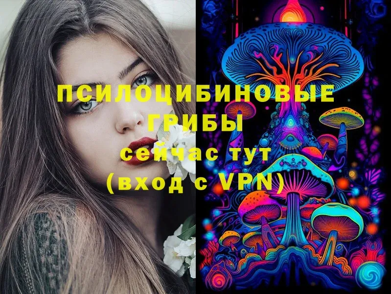 Псилоцибиновые грибы Cubensis  Карачаевск 